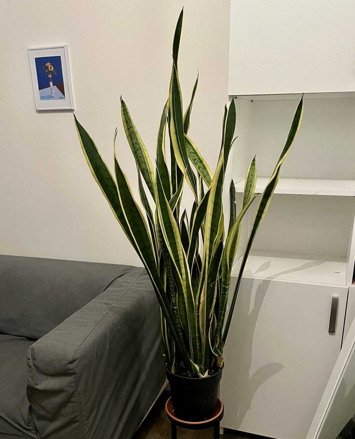 pokojove rostliny do stinu